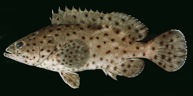 ปลาเก๋าหิน
Epinephelus corallicola   (Valenciennes, 1828)  
Coral grouper  
ขนาด40cm
พบามปากแม่น