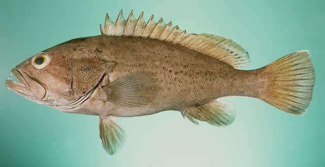 ปลาเก๋าลื่น
Epinephelus epistictus   (Temminck & Schlegel, 1842)  
Dotted grouper  
ขนาด80cm
พบต