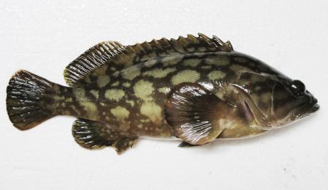 ปลาเก๋าลายเมฆ
Epinephelus erythrurus   (Valenciennes, 1828)  
Cloudy grouper 
ขนาด50cm
