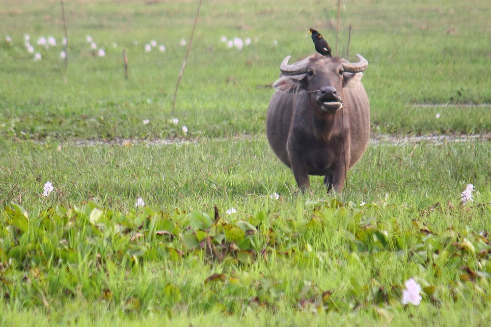 เสียดาย เจ้าตัวนี้อยู่ไกลไปหน่อย....เลยคร็อปภาพเอา....ม่ายชัดเลยอ่ะ... :smile: :smile: