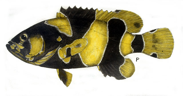 ปลาหมอทะเล
Epinephelus lanceolatus   (Bloch, 1790)  
Giant grouper  
ขน
