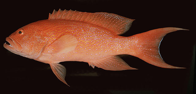 ปลากะรังหาวงเดือนครีบขาว
Variola albimarginata   Ba