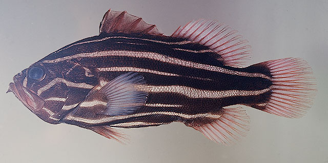 ปลากะรังเมือกหกเส้น
Grammistes sexlineatus   (Thunberg, 1792)