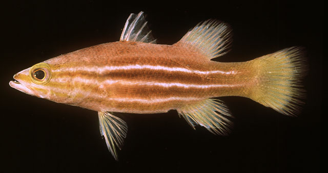 Liopropoma africanum   (Smith, 1954)  
African basslet  
ขนาด8cm
พบตามแนว