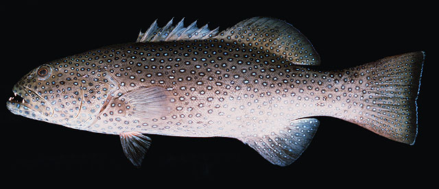 ปลากุดสลาดจุดฟ้า
Plectropomus areolatus   (Rüppell, 1830)  
S