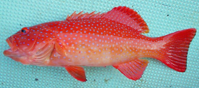 ปลากุดสลาดแดงจุดฟ้า
Plectropomus leopardus   (Lacepède