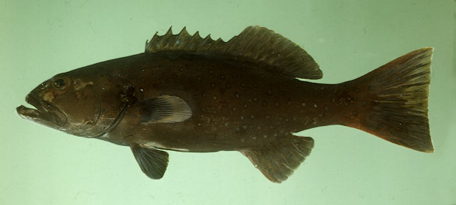 ปลากุดสลาดดำ
Plectropomus laevis   (Lacepède, 1801)  
Blacksaddled 