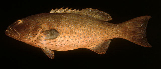 ปลากุดสลาดขีดฟ้า
Plectropomus pessuliferus   (Fowler, 1904)  
Rovi