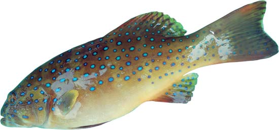 ปลากุดสลาดเหลืองจุดฟ้า
Plectropomus maculatus   (Bloch,