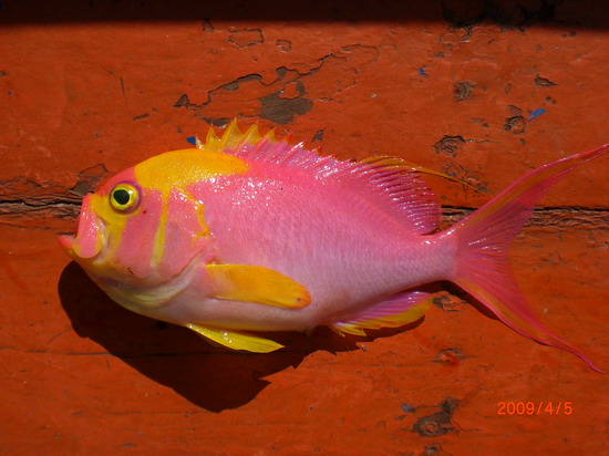 Meganthias filiferus   Randall & Heemstra, 2008  
Filamentous anthiine 
ขนาด29.3cm
พบ
