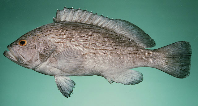 เก๋าลาย เก๋ามัน
Epinephelus undulosus   (Quoy & Gaimard, 1824)  
Wavy-