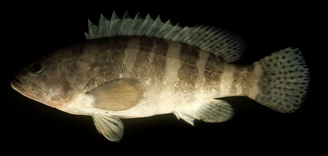 ปลาเก๋าหกบั้ง
Epinephelus sexfasciatus   (Valenciennes, 1828)  
Sixbar g