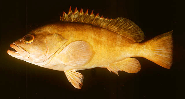 ปลาเก๋าแดงน้ำลึก
Epinephelus retouti   Bleeker, 1868  
Red-tipped 
