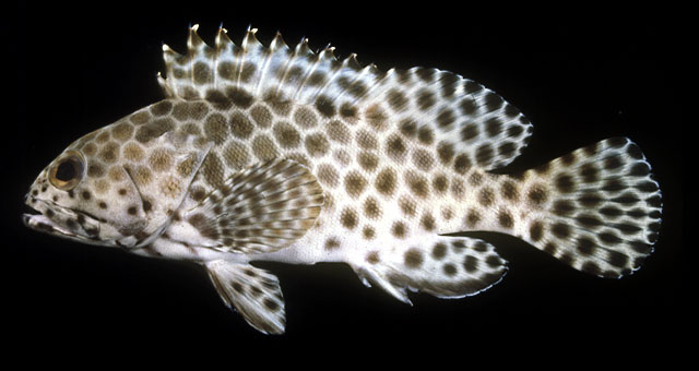 ปลาเก๋าตุ๊กแก
Epinephelus quoyanus   (Valenciennes, 1830)  
Longfin grouper  
ขนาด35cm
พบตามแนวป