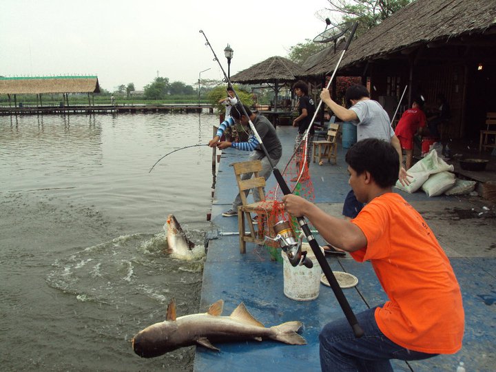 ปล่อยปลาบึกกลับลงบ่อนานๆจะได้ปลาบึกทีปกติได้แต่ปลาสวาย :smile: