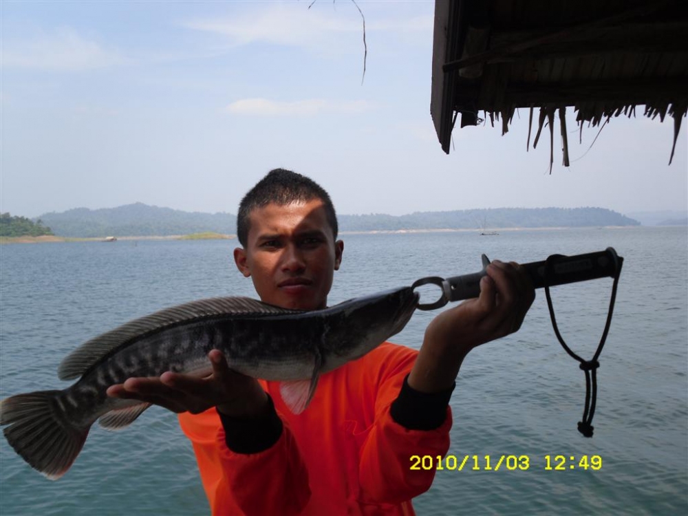 พายเรือพี่เล้กออกไปตีปลาแถวข้างหน้าแพได้นี่มาอีก 1ครับ :cool: :cool: