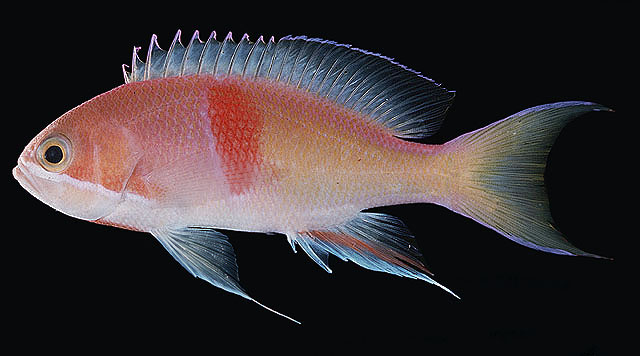 ปลากะรังิ๋วขีดแดง
Pseudanthias rubrizonatus   (Randall, 1983)  
