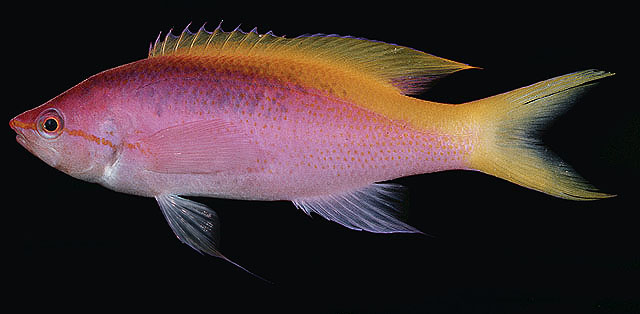ปลากะรังจิ๋วหลังเหลือง
Pseudanthias evansi   (Smith, 19