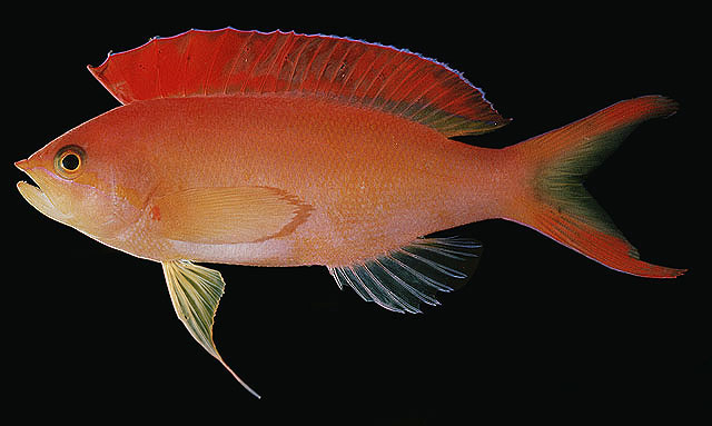 ปลากะรังจิ๋วครีบแดง
Pseudanthias ignitus   (Randall & Lubbock