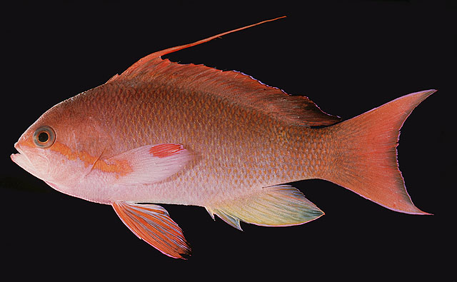 ปลากะรังจิ่วสีทอง
Pseudanthias squamipinnis   (Peters, 1855)  
S