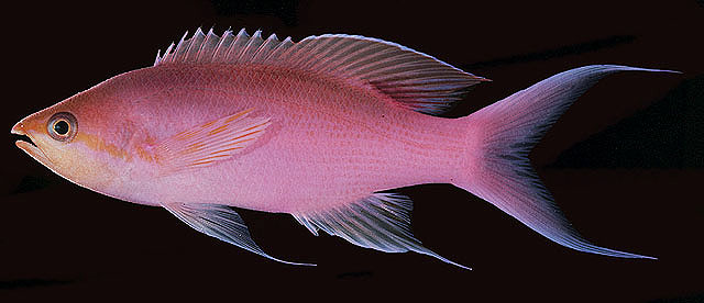 ปลากะรังจิ๋วสีม่วง
Pseudanthias tuka   (Herre & Montalban, 1927