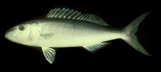 ปลากะพงเขียว
Aprion virescens   Valenciennes, 1830  
Green jobfish  
ข