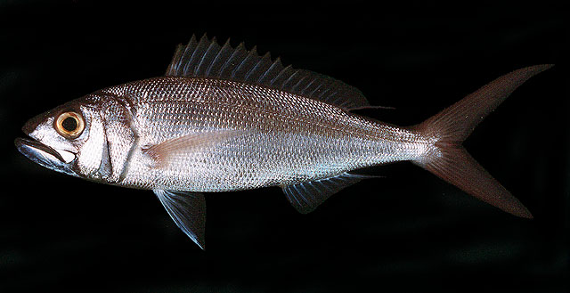 ปลาสีเงินปากกว้าง
Aphareus rutilans   Cuvier, 1830  
Rusty jobfi