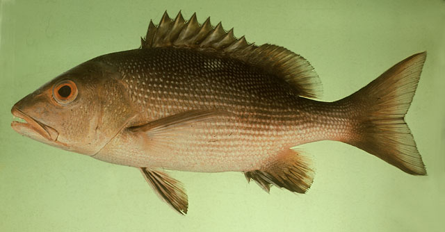 กะพงแดงปานขาว
Lutjanus bohar   (Forsskål, 1775)  
Two-spot red sna