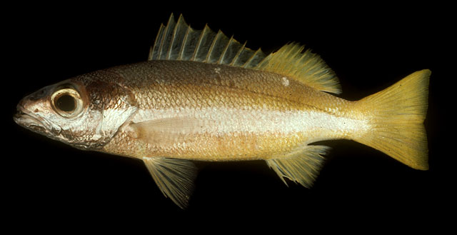 ปลากะพงแถบจุดขาว
Lutjanus biguttatus   (Valenciennes, 1830)  
Two-