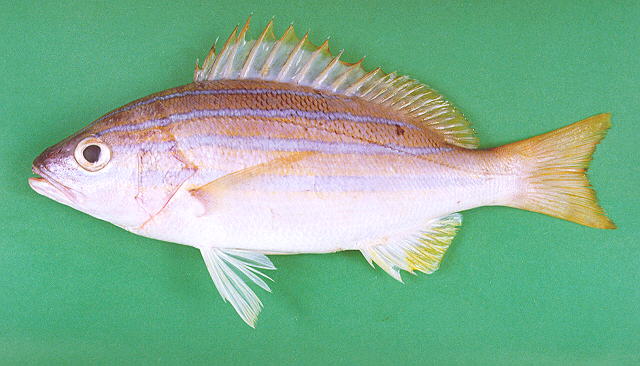 Lutjanus bengalensis   (Bloch, 1790)  
Bengal snapper  
ขนาด30cm
พบตามชาย