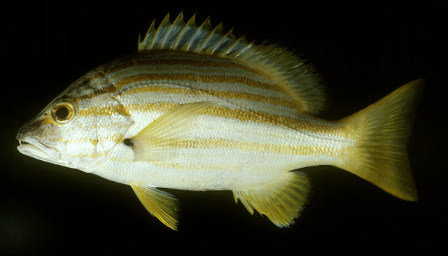 ปลากะพงข้างทอง สายบัว
Lutjanus carponotatus   (Richardson, 
