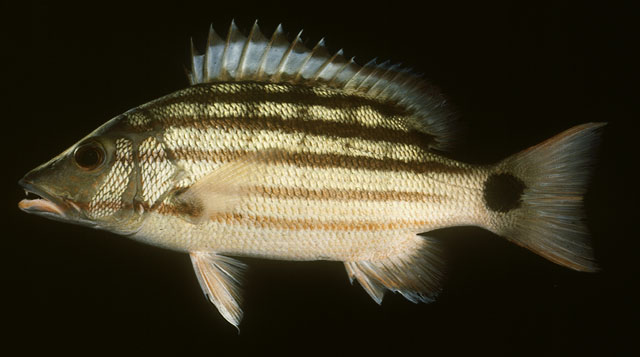 ปลากะพงลายพาด ข้างลวด
Lutjanus decussatus   (Cuvier, 1828) 