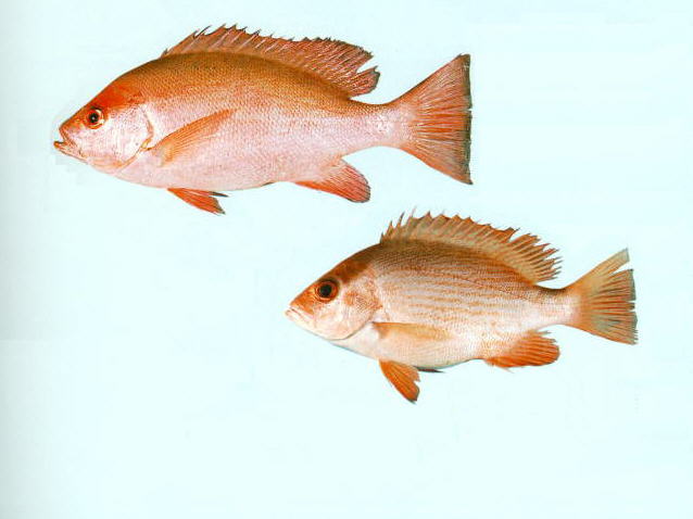ปลากะพงแดง
Lutjanus erythropterus   Bloch, 1790  
Crimson snapper  
ขนา