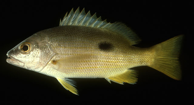 ปลากะพงเหลืองข้างปาน
Lutjanus fulviflamma   (Forsskål