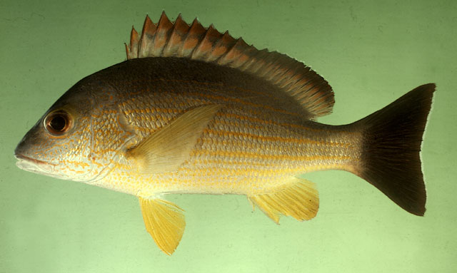 ปลากะพงแดงน้ำตาล
Lutjanus fulvus   (Forster, 1801)  
Blacktail sna
