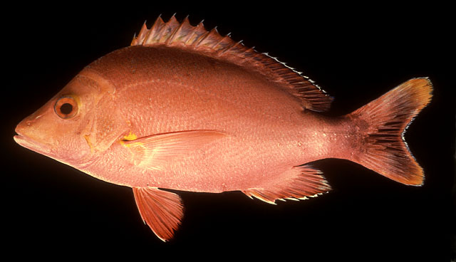 ปลากะพงแดง
Lutjanus gibbus   (Forsskål, 1775)  
Humpback red snapper  
