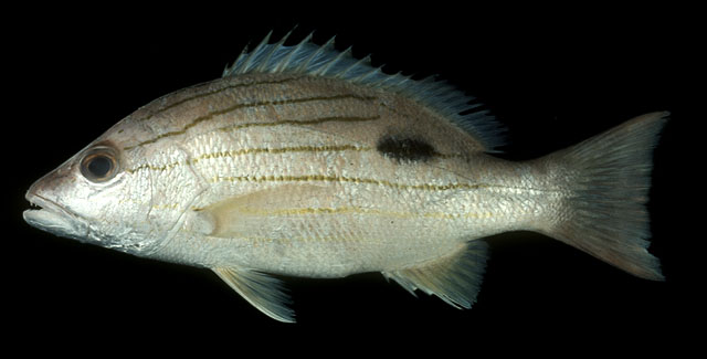 ปลากะพงข้างปาน
Lutjanus russellii   (Bleeker, 1849)  
Russell