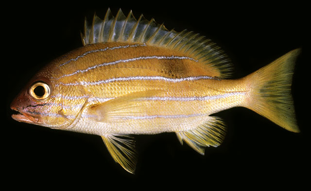 ปลากะพงเหลืองห้าเส้น
Lutjanus quinquelineatus   (Bloch, 179