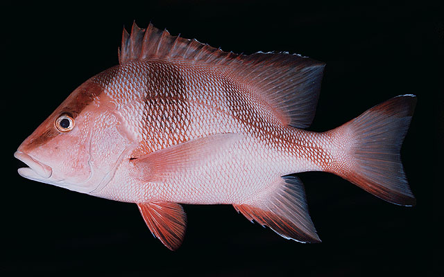 ปลากะพงแดงหน้าตั้ง
Lutjanus sebae   (Cuvier, 1816)  
Emperor r