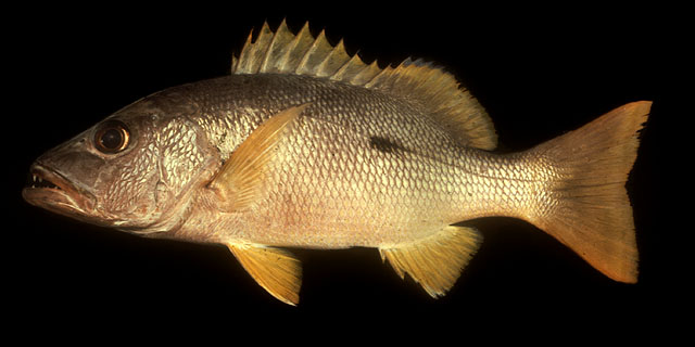 ปลากะพงแดงข้างปาน
Lutjanus monostigma   (Cuvier, 1828)  
One-spo
