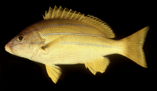 ปลากะพงเหลืองลายฟ้า
Lutjanus kasmira   (Forsskål, 1775)