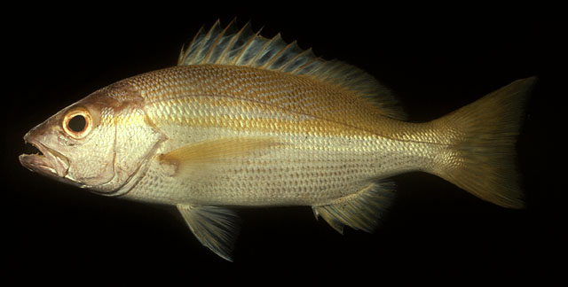 ปลากะพงเหลือง
Lutjanus madras   (Valenciennes, 1831)  
Indian snapper  
