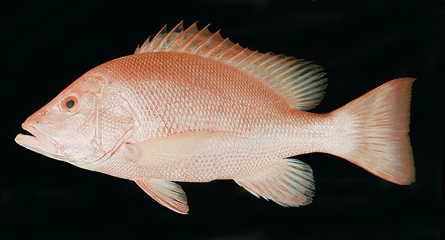ปลากะพงแดงหางปาน
Lutjanus malabaricus   (Bloch & Schneider, 1801)  