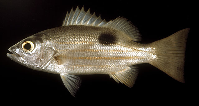 Lutjanus ehrenbergii   (Peters, 1869)  
Blackspot snapper 
ขนาด30cm
พบตามกอ