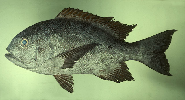 ปลากะพงผี
Macolor niger   (Forsskål, 1775)  
Black and white snapper  
