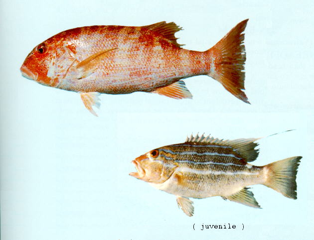 ปลากะพงแดงปากหมู
Symphorus nematophorus   (Bleeker, 1860)  
Chinam