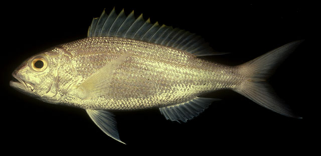 ปลาสีเงิน
Pristipomoides typus   Bleeker, 1852  
Sharptooth jobfish  
ขนา