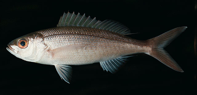 ปลาสีเงิน
Pristipomoides sieboldii   (Bleeker, 1854)  
Lavender jobfish  
ข