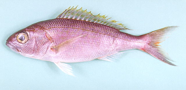 ปลาสีเงินใหญ่
Pristipomoides filamentosus   (Valenciennes, 1830)  
Crims