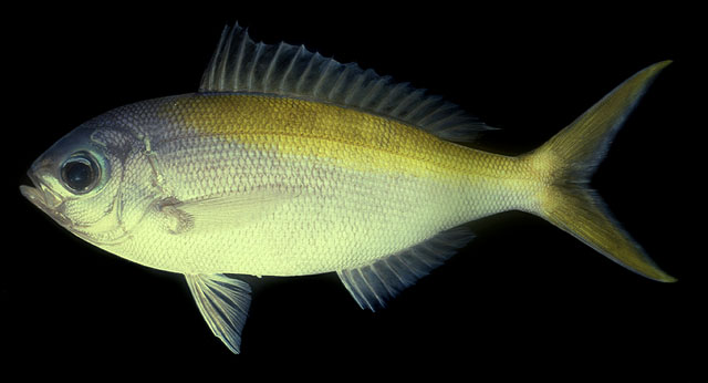 Paracaesio xanthura   (Bleeker, 1869)  
Yellowtail blue snapper 
ขนาด 50cm
พบตา